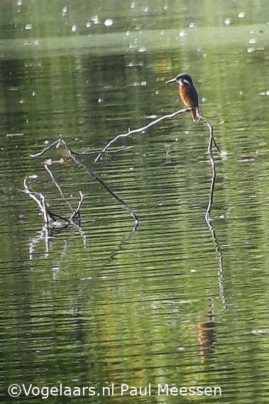IJsvogel