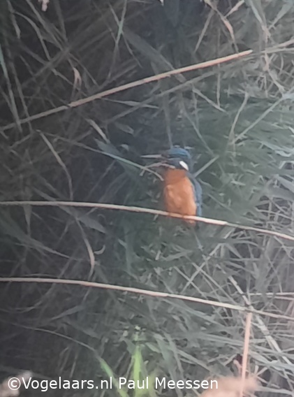 IJsvogel