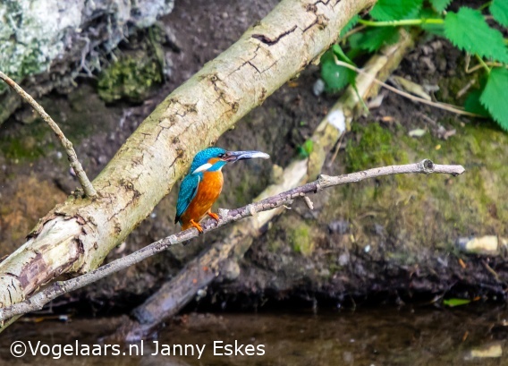 IJsvogel