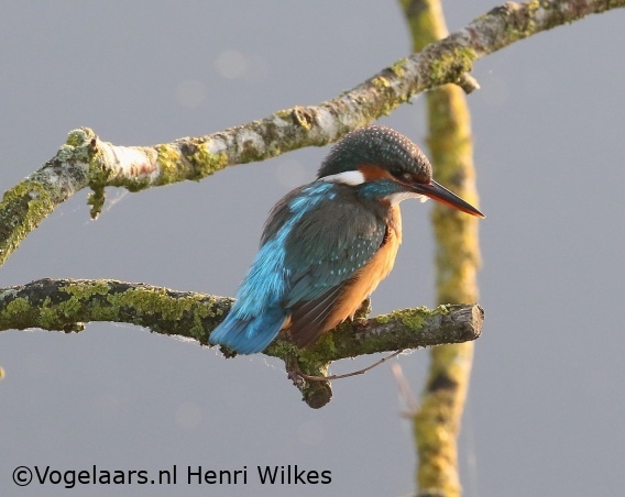IJsvogel