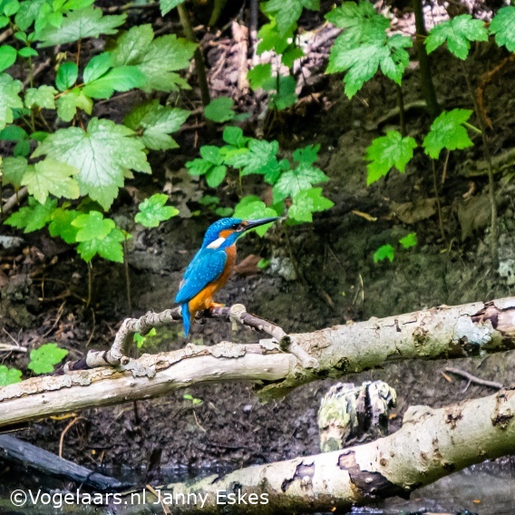 IJsvogel
