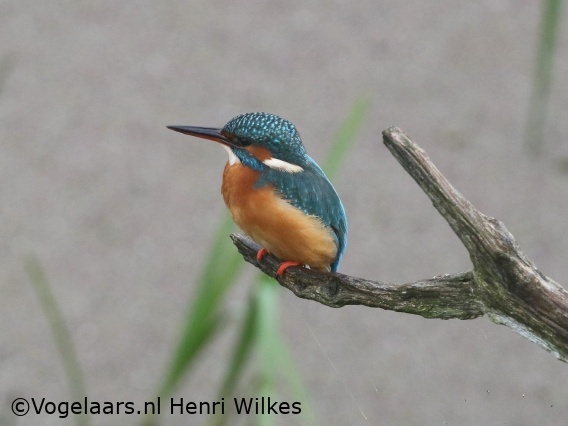 IJsvogel