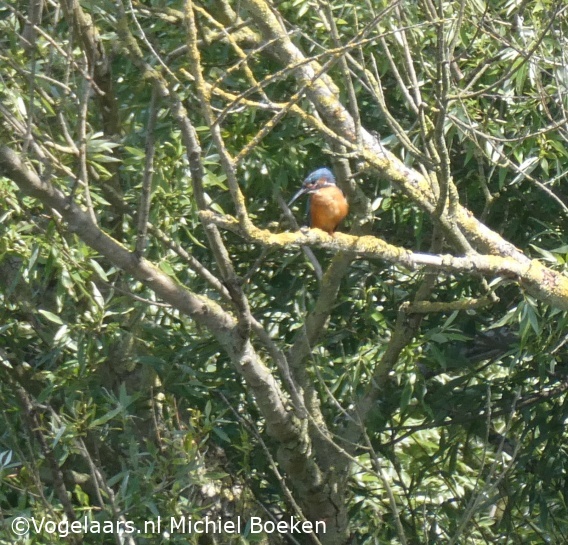 IJsvogel