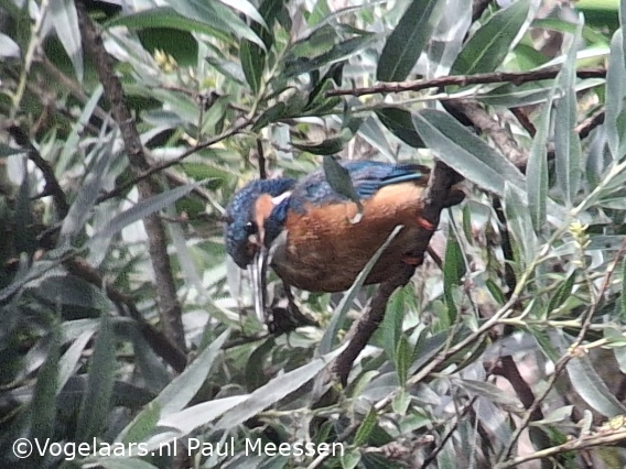 IJsvogel