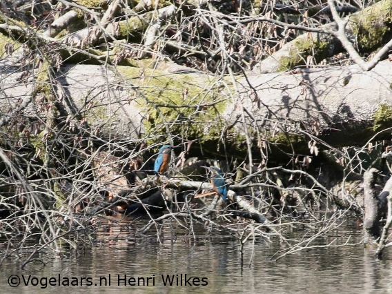 IJsvogel
