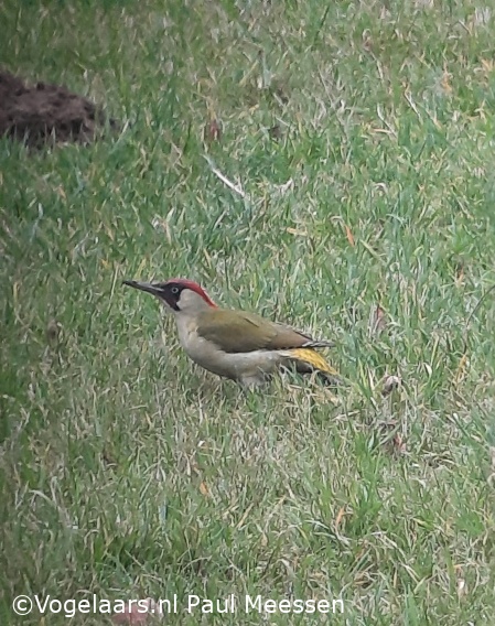 Groene Specht
