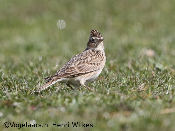 Veldleeuwerik