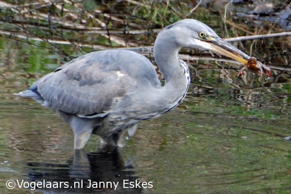 Blauwe Reiger