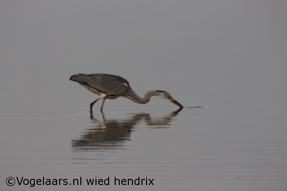 Blauwe Reiger