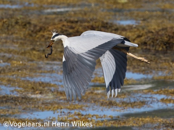 Blauwe Reiger