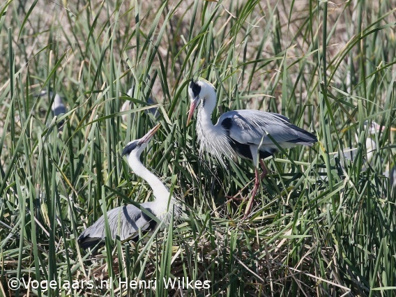 Blauwe Reiger