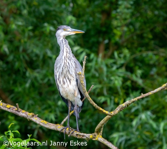 Blauwe Reiger