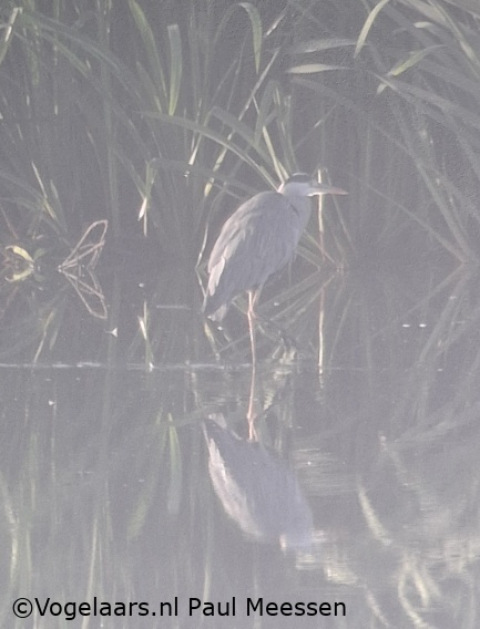 Blauwe Reiger