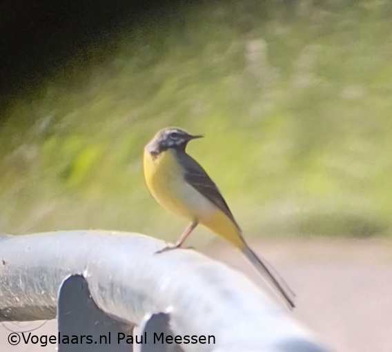 Grote Gele Kwikstaart