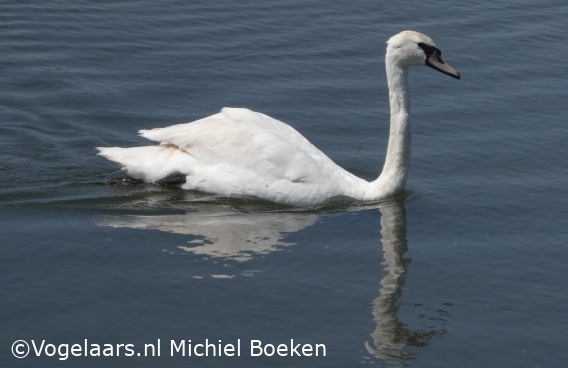 Knobbelzwaan