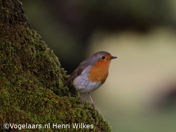 Roodborst