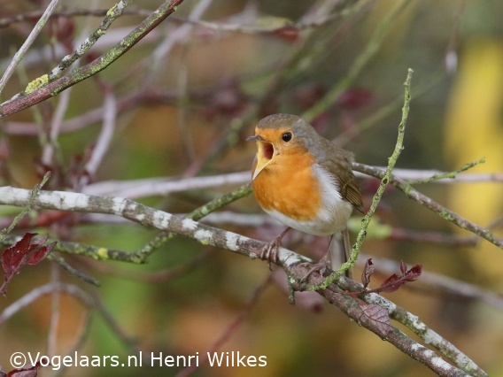 Roodborst
