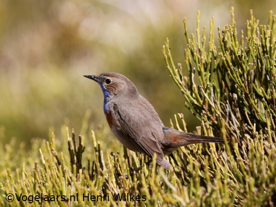 Witgesterde Blauwborst