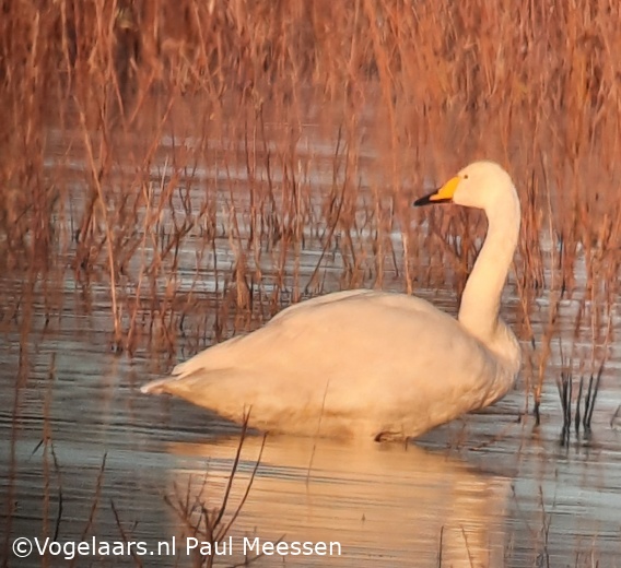 Wilde Zwaan