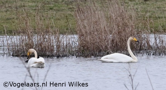 Wilde Zwaan