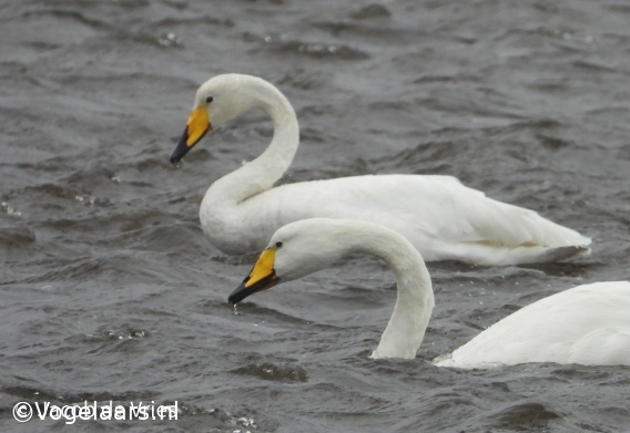 Wilde Zwaan