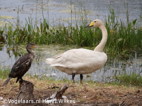 Wilde Zwaan