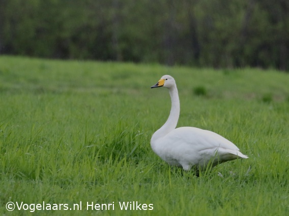 Wilde Zwaan