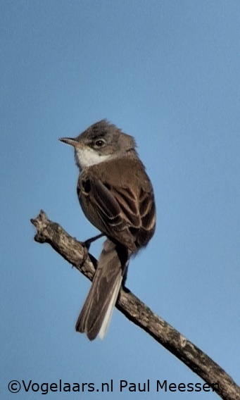 Grasmus