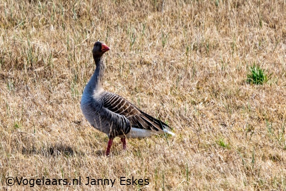 Grauwe Gans