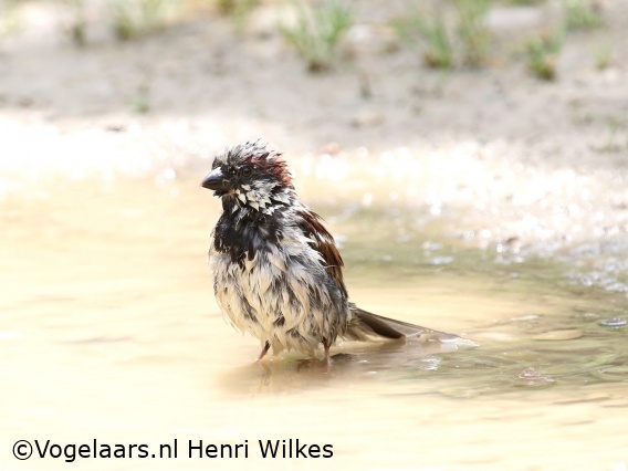 Huismus