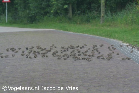 Huismus