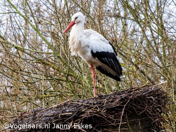 Ooievaar