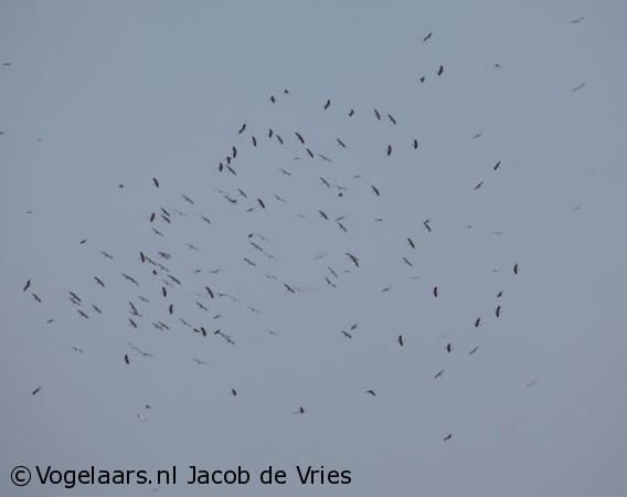 Ooievaar