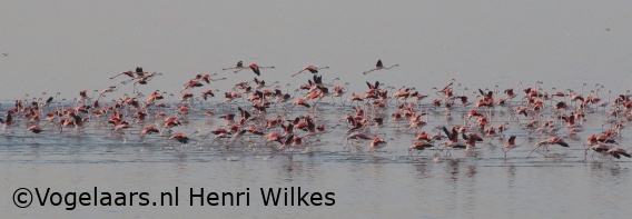 Flamingo
