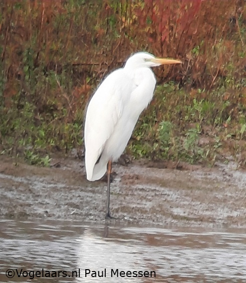 Grote Zilverreiger