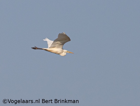 Grote Zilverreiger