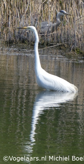 Grote Zilverreiger