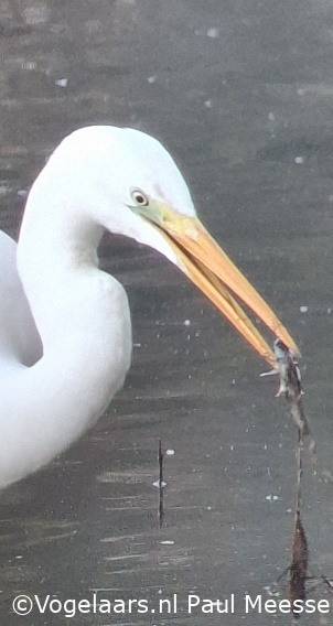 Grote Zilverreiger