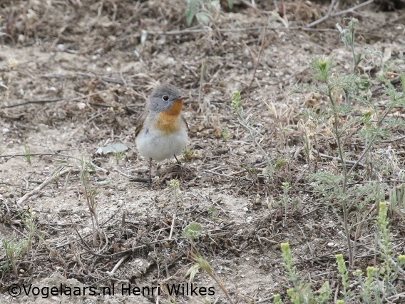 Kleine Vliegenvanger