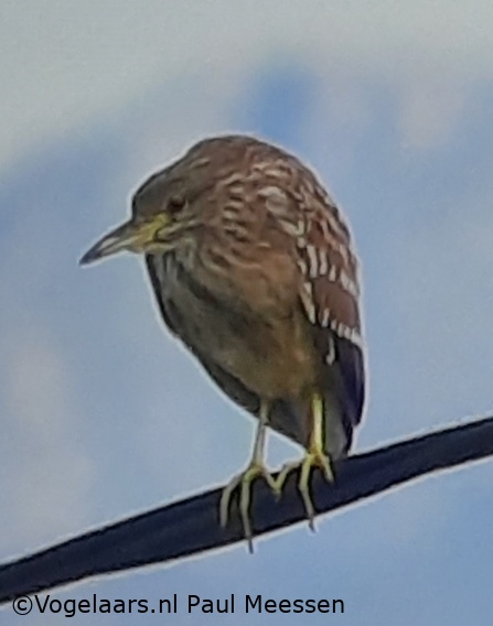 Kwak