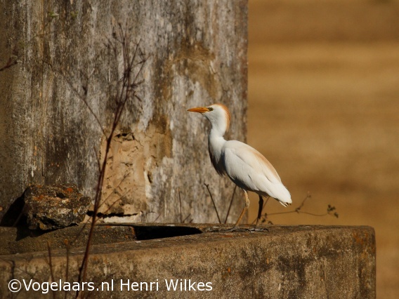 Koereiger