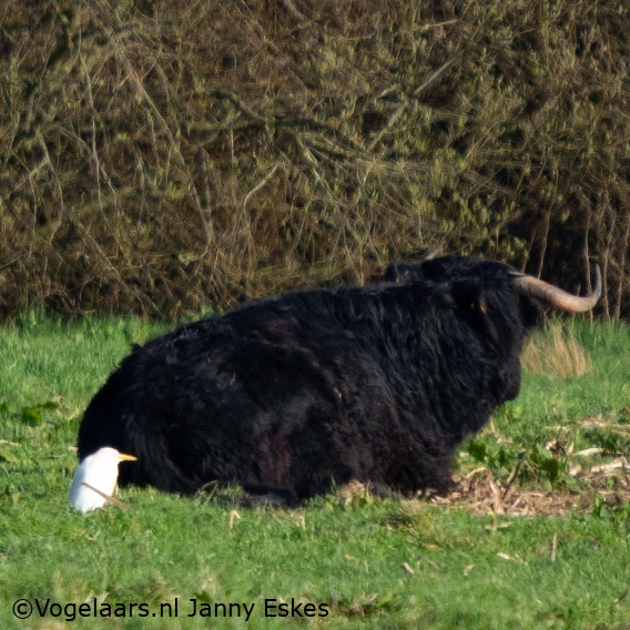 Koereiger