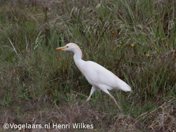 Koereiger