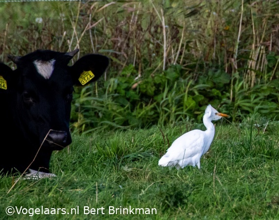 Koereiger