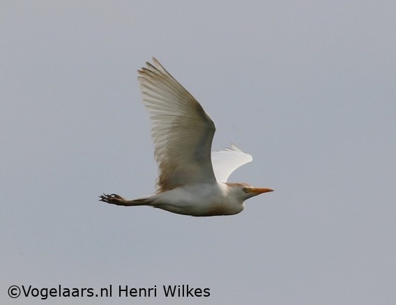 Koereiger