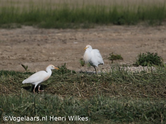 Koereiger
