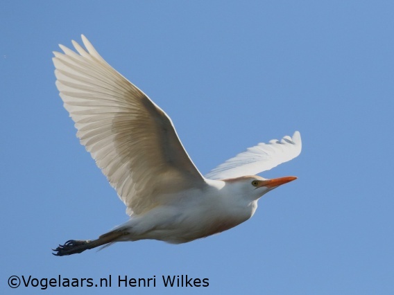 Koereiger