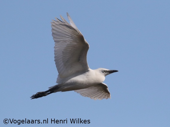 Koereiger