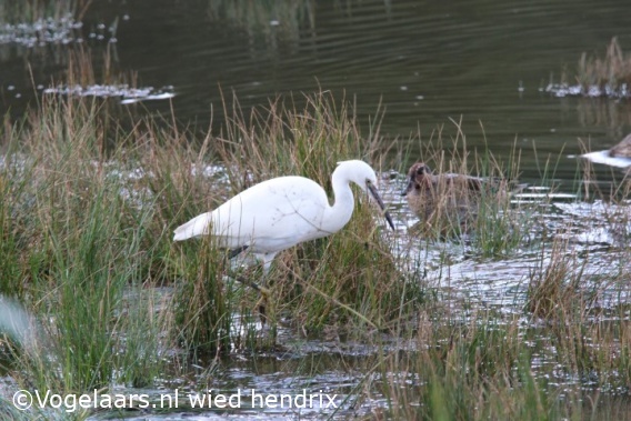 Kleine Zilverreiger