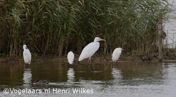 Kleine Zilverreiger